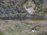 image of grave number 659115